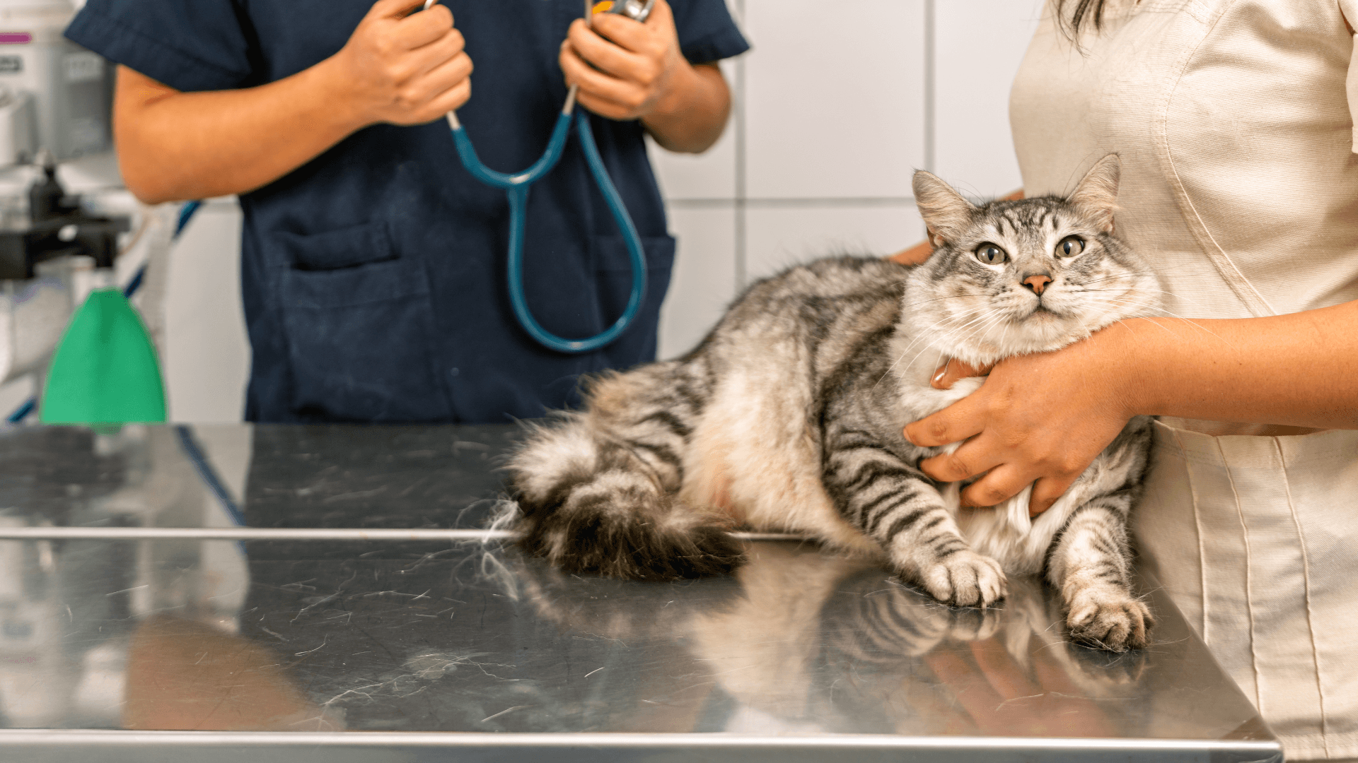 What Is a SOAP Note in Veterinary Practice?
