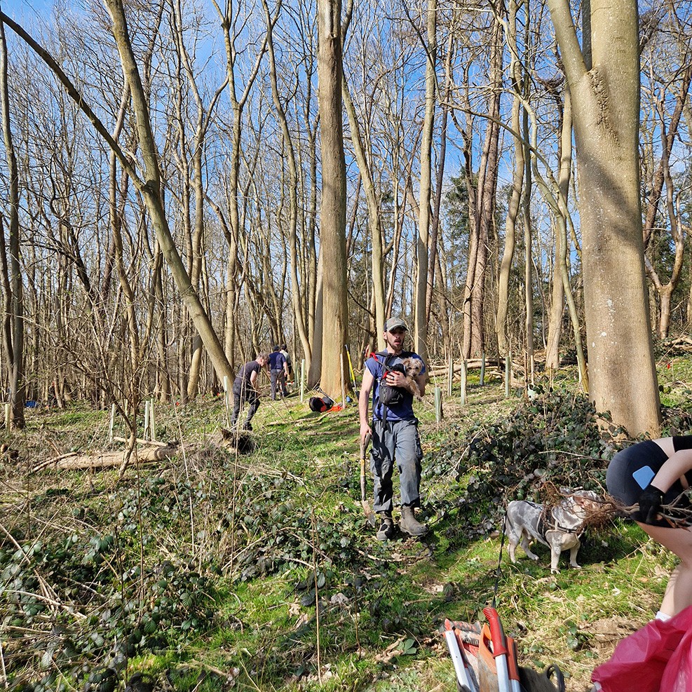 A person stands in a forest clearing, surrounded by tall trees and greenery, with dogs resting nearby.