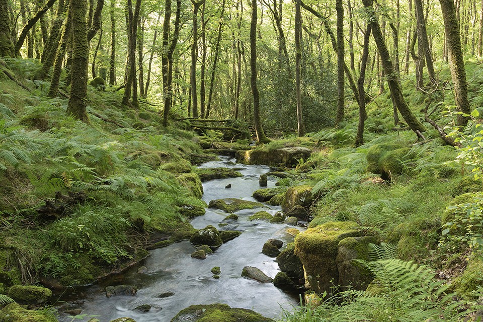 UK publishes Environmental Improvement Plan 2025