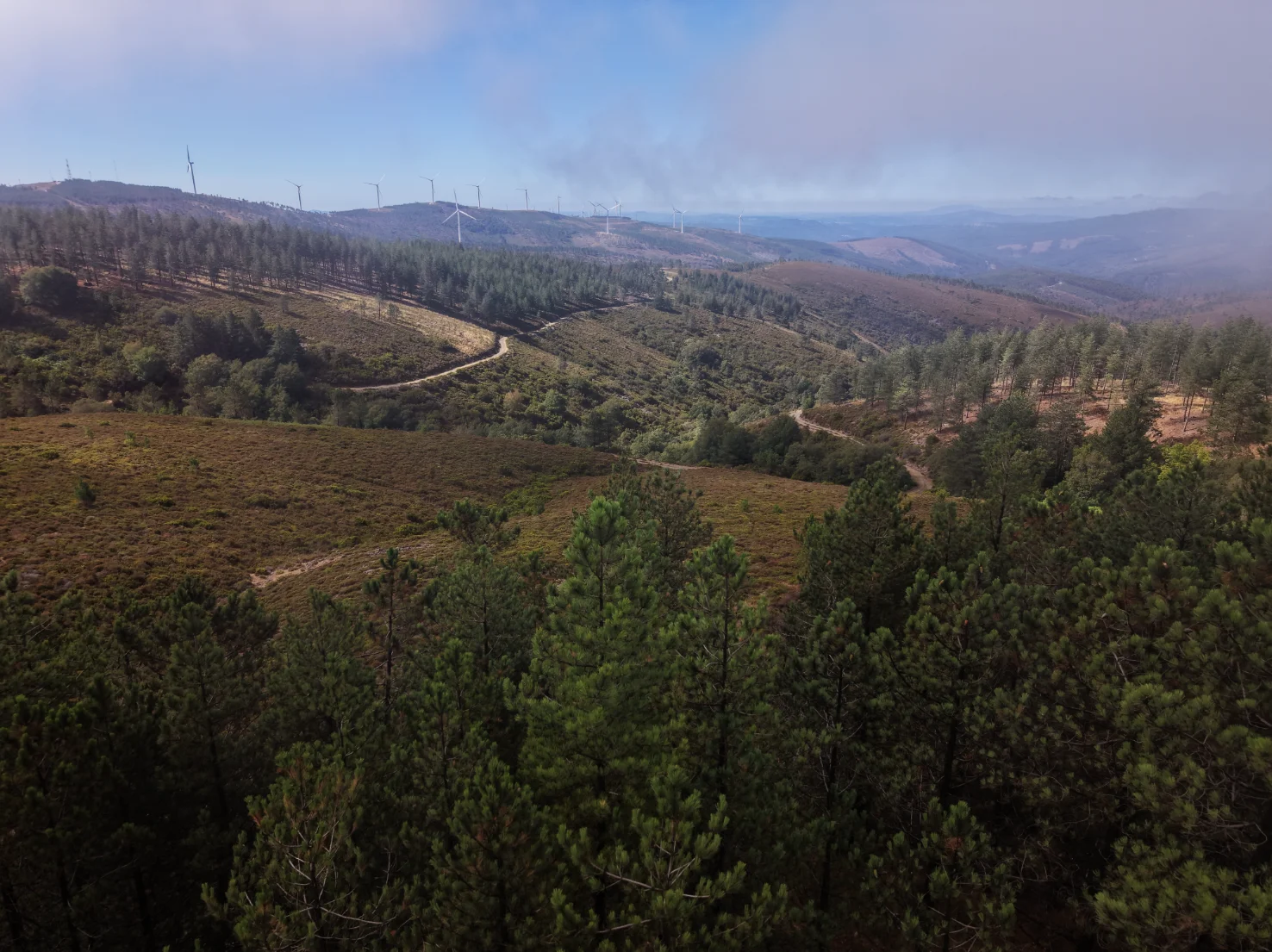 Portuguese forest landscape.