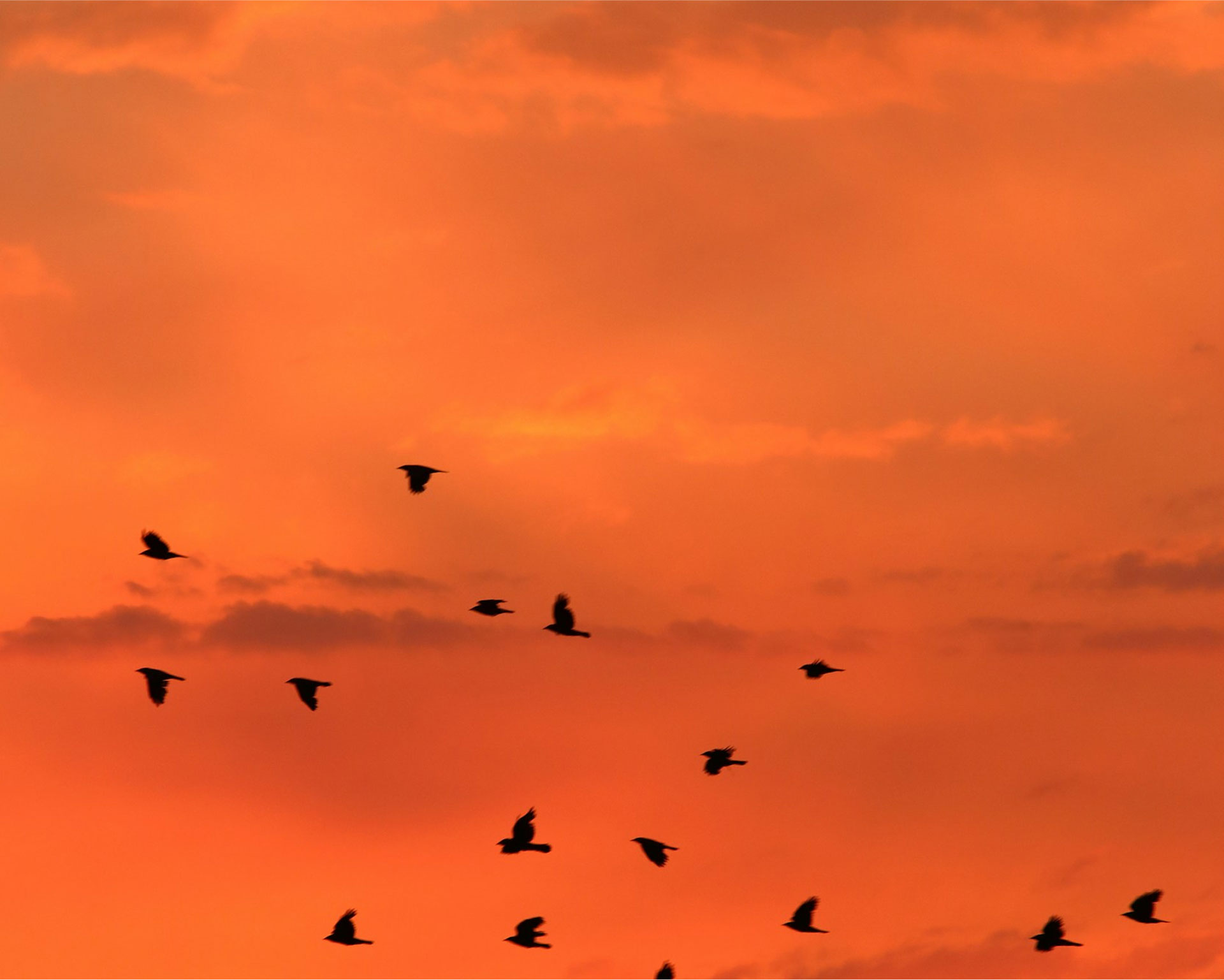 A flock of birds silhouettes against a vibrant orange sunset sky, creating a serene and picturesque evening scene with scattered clouds.
