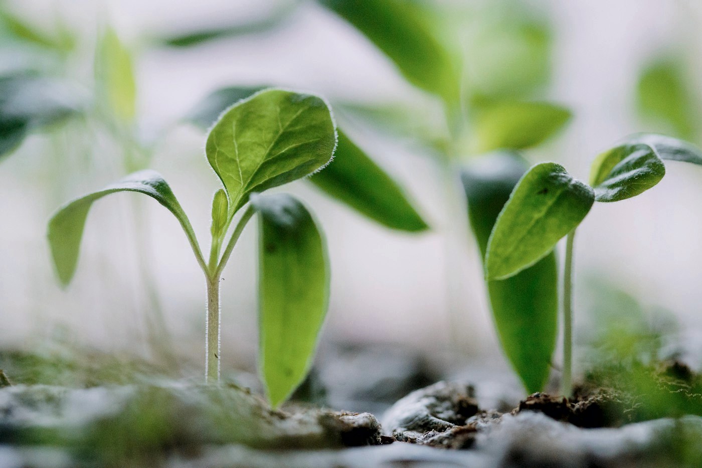 Young seedlings growing in soft daylight