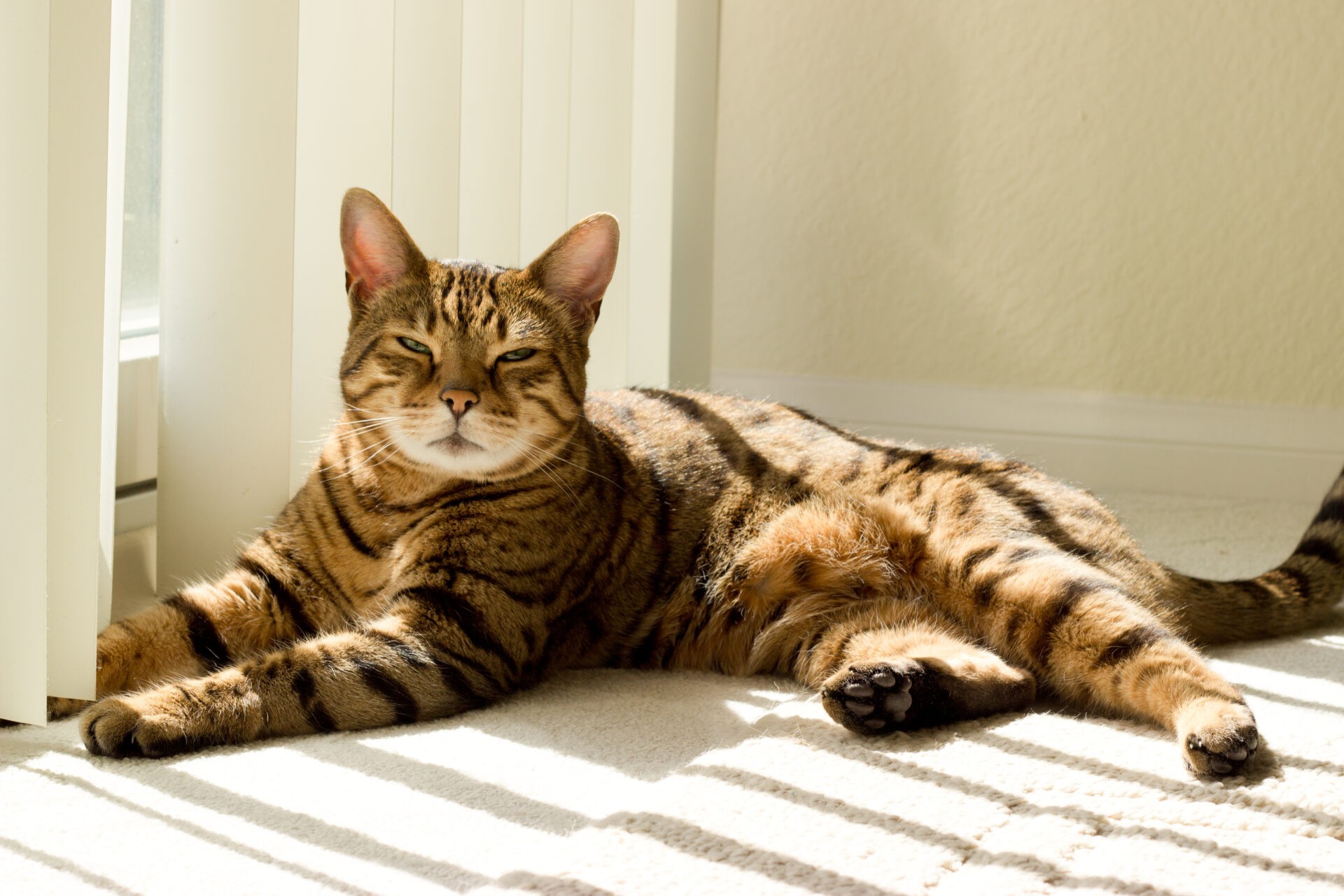 Bengal cat near vertical window blind in the sunshine. Wholesale Blind Factory