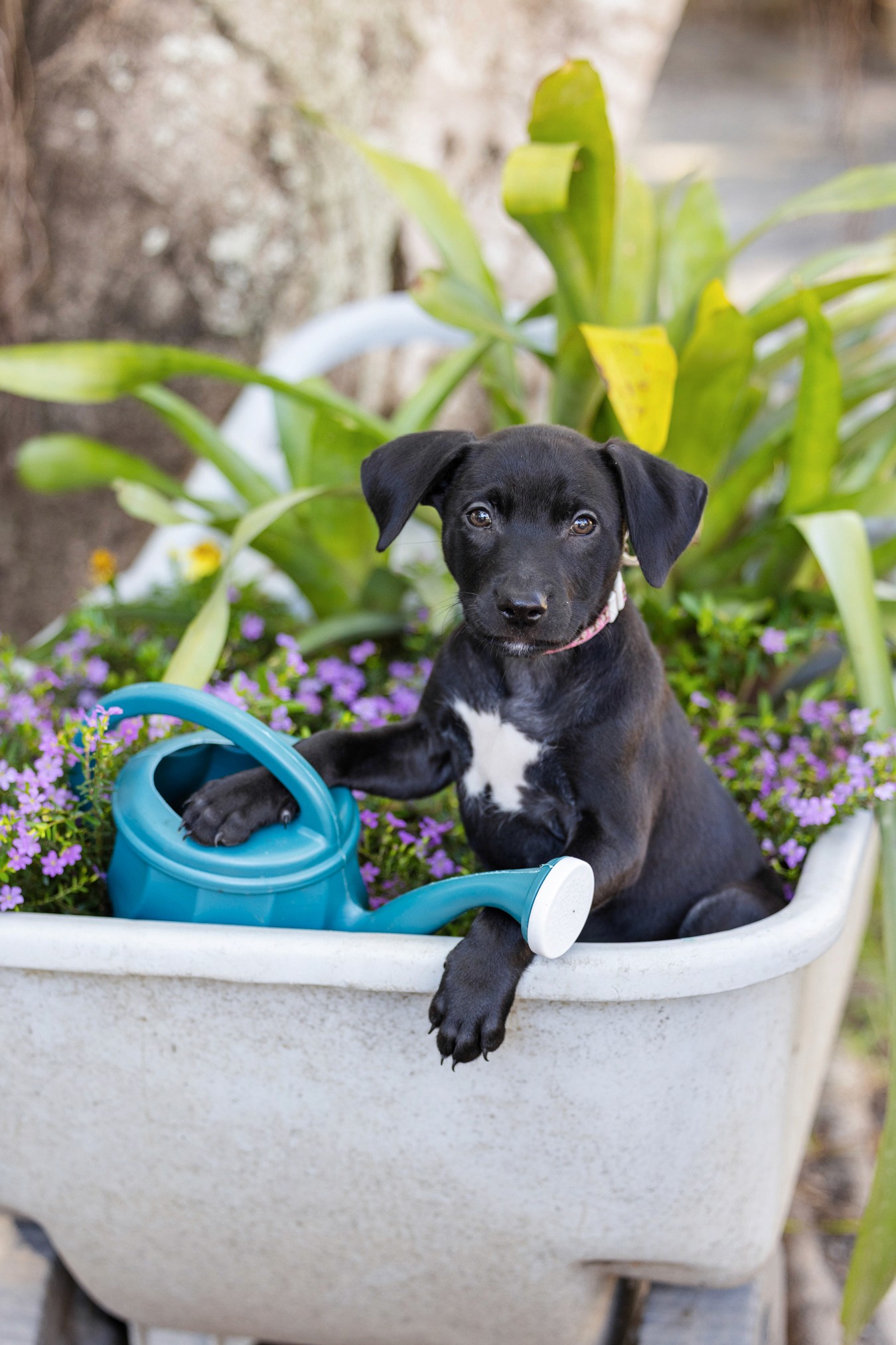 Black and white puppy in garden bed with watering can