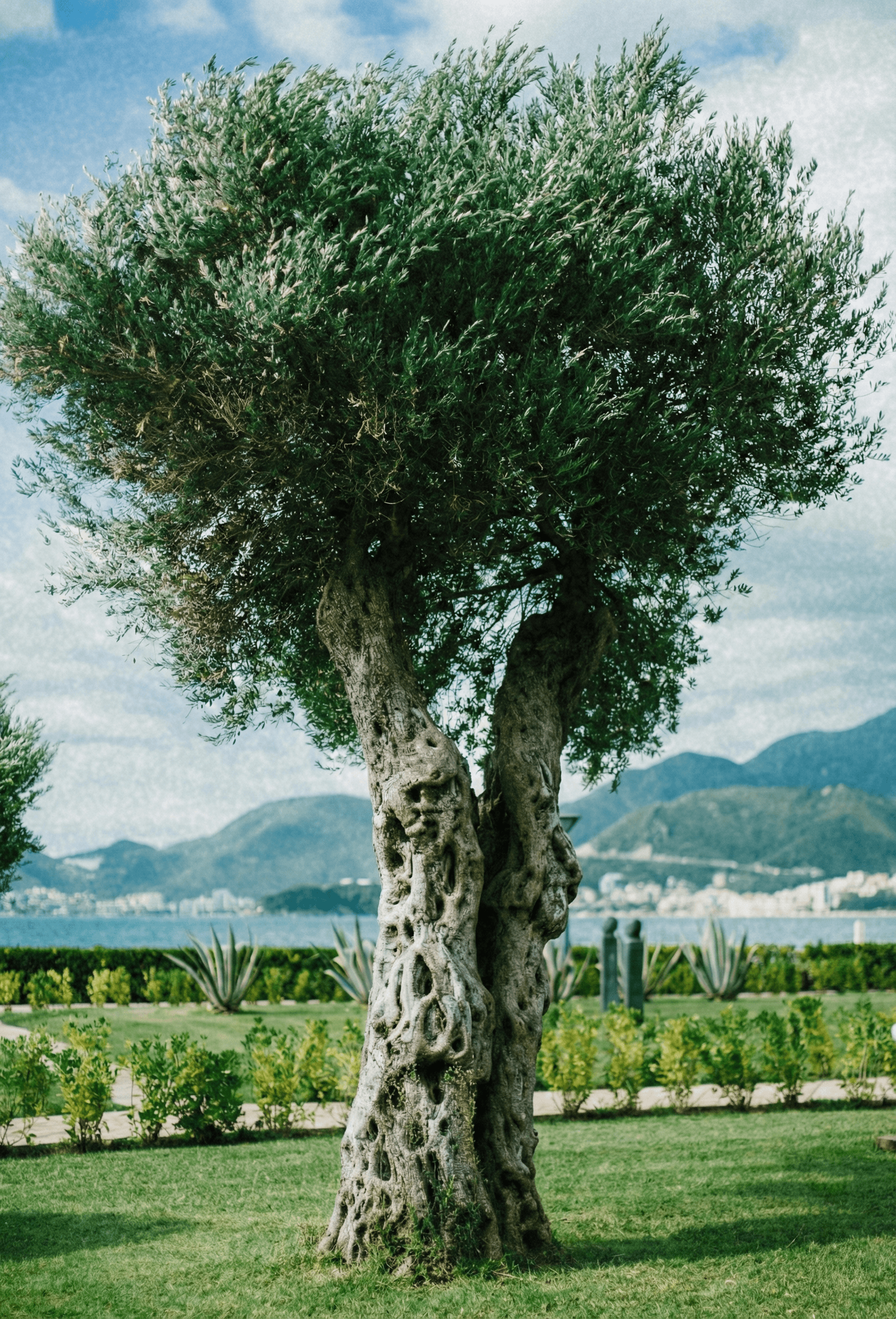 Olive tree in Napoli