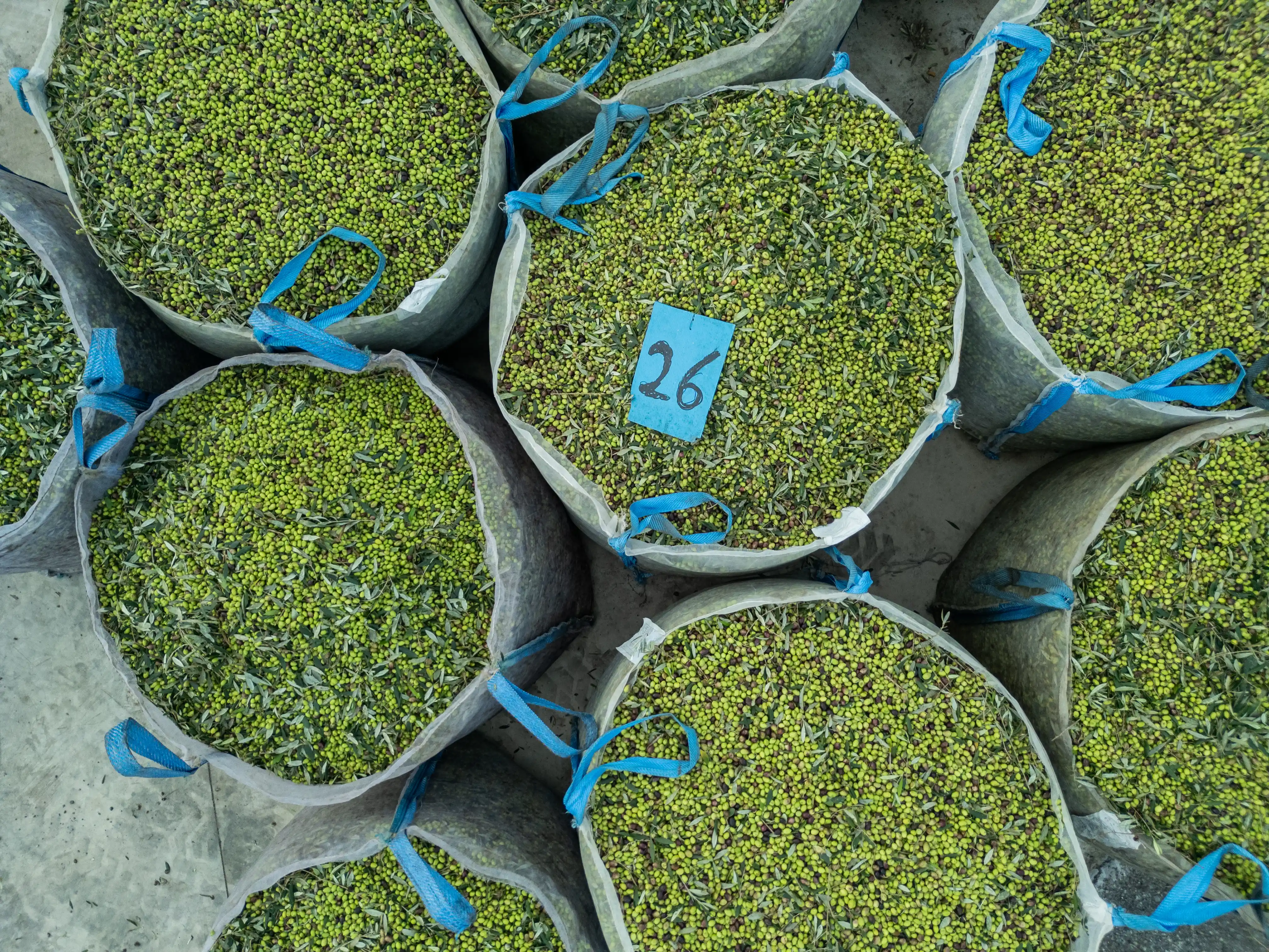 Sacks of freshly harvested Koroneiki variety olives at Fountas olive mill in Filiatra, Messenia.