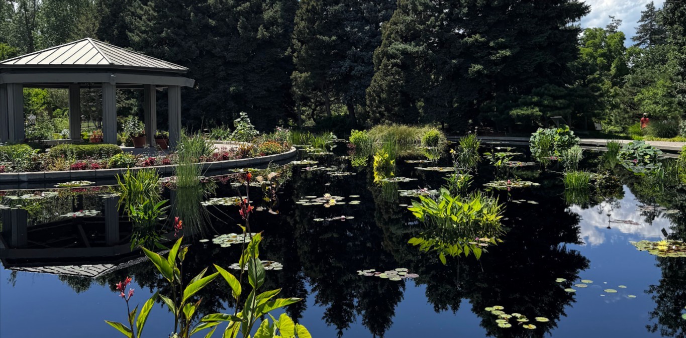 A reflective pond with lillies and reeds poking up through the surface at the Denver Botanic Garden.