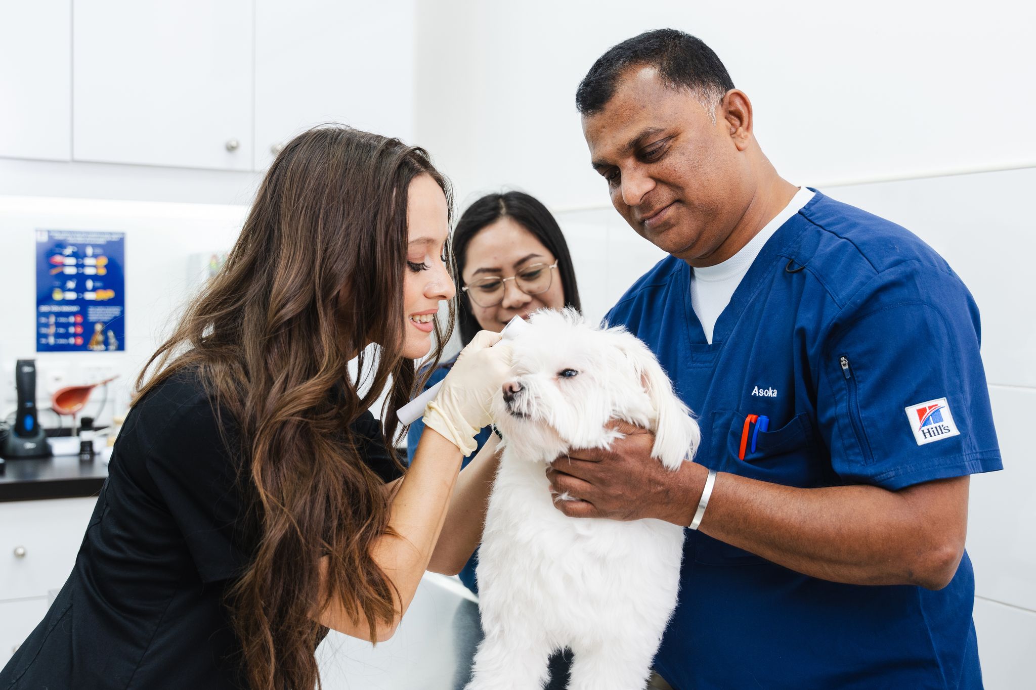 Two veterinarians are checking a white dog's ear for ear mites while the pet owner is behind watching.