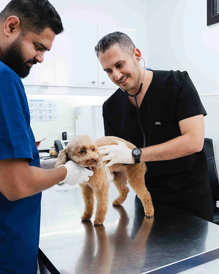Two veterinarians are keeping a dog comfortable inside the vet clinic during the checkup.