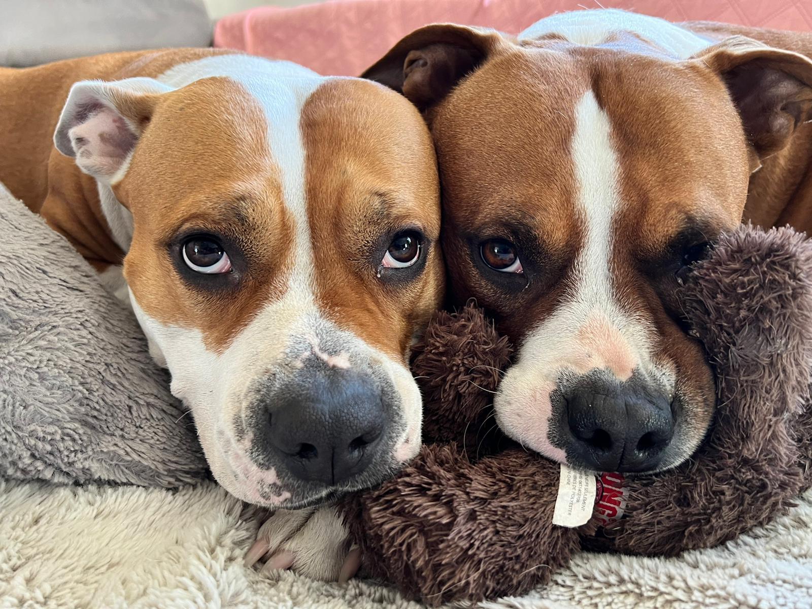 dog with mouth protector