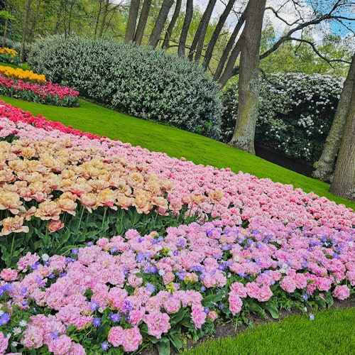 每年Keukenhof花园都会有新的郁金香种类出现。