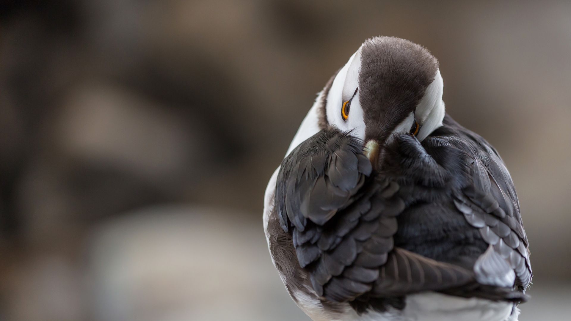 Dyrhólaey is one of the easiest puffin spots to visit if you are travelling along the South Coast. 
