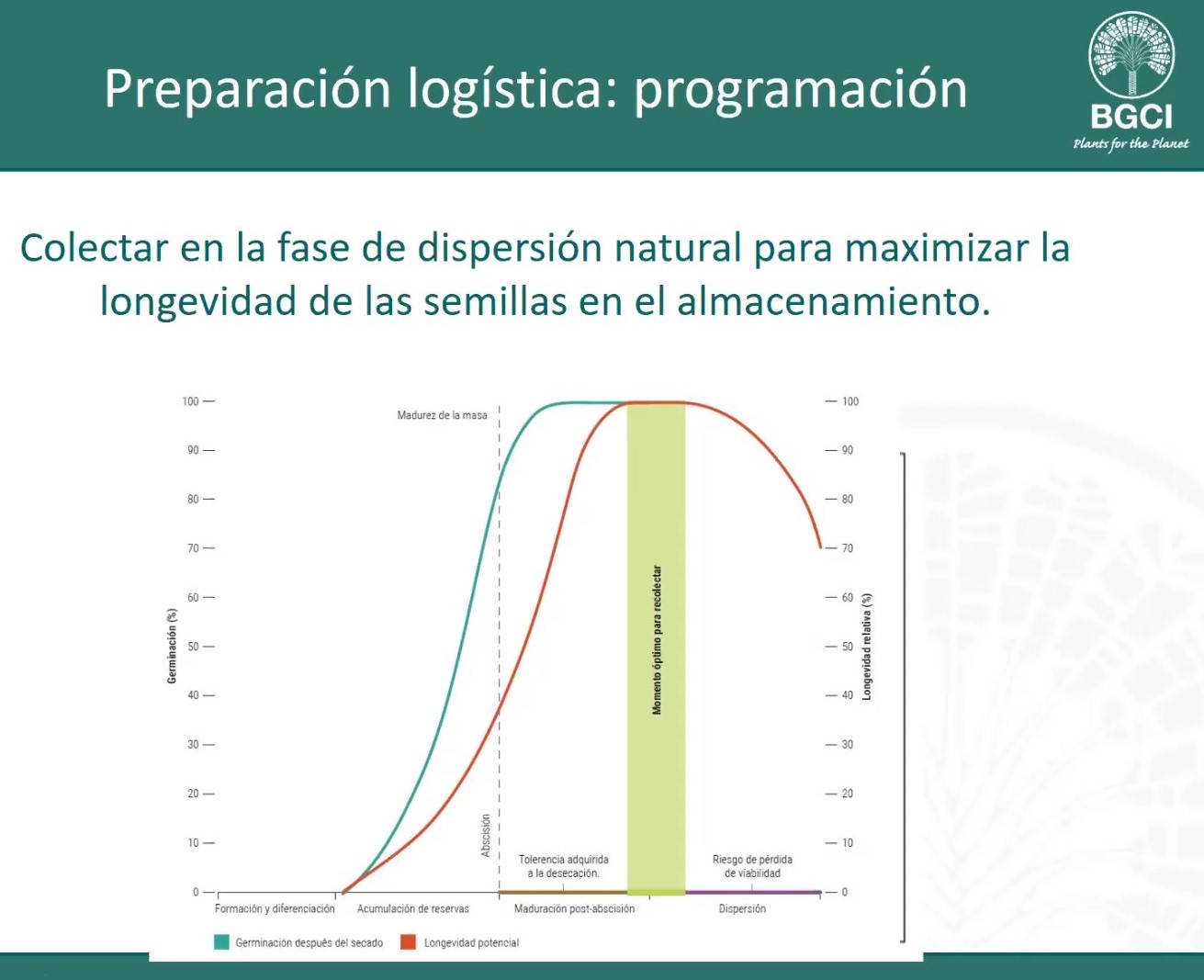 Slide do BGCI em espanhol: coletar sementes na fase de dispersão natural para maximizar a longevidade no armazenamento