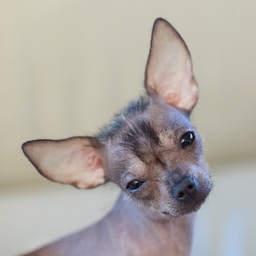 Zuzu