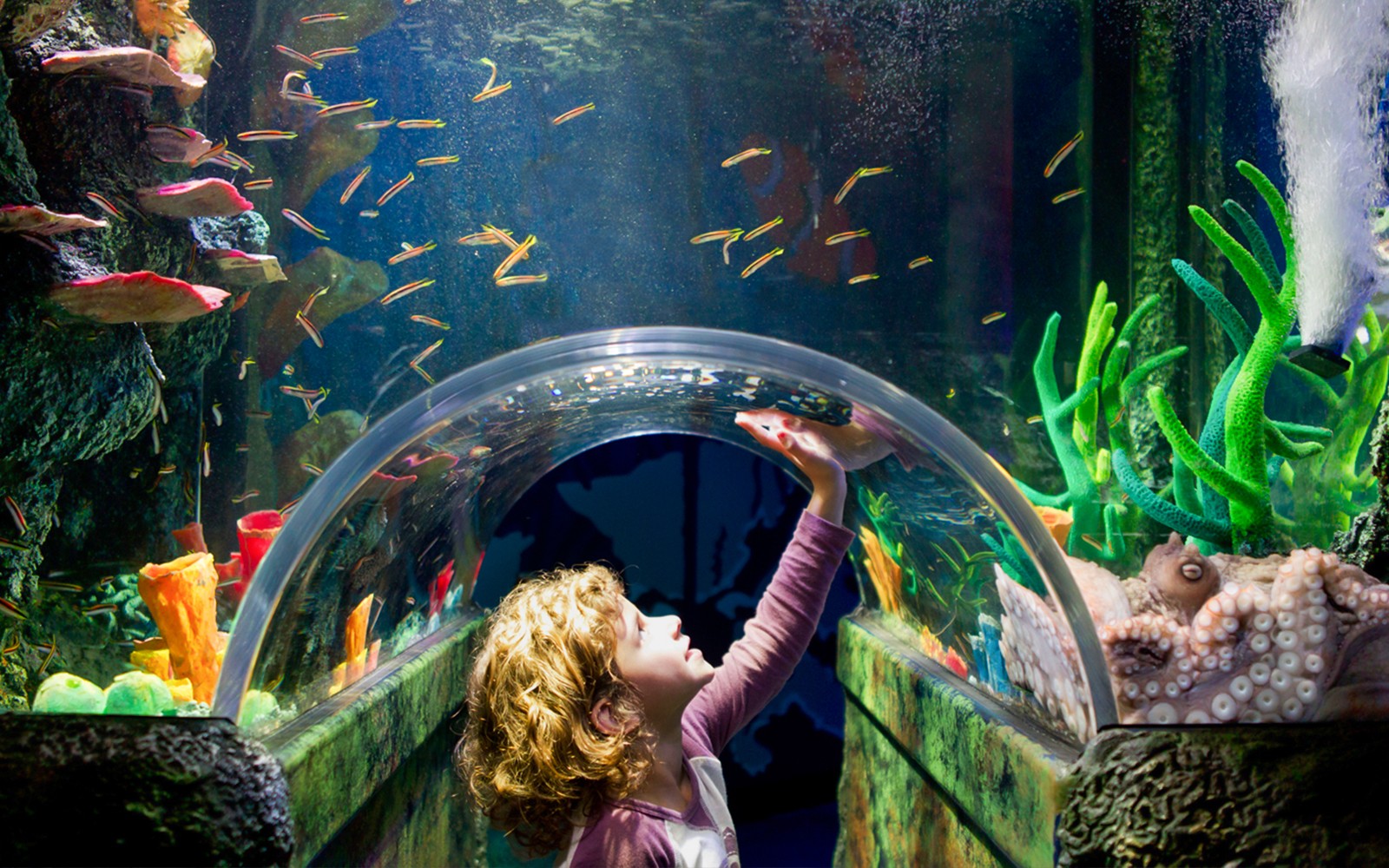 Child exploring underwater tunnel at SEA LIFE Melbourne.