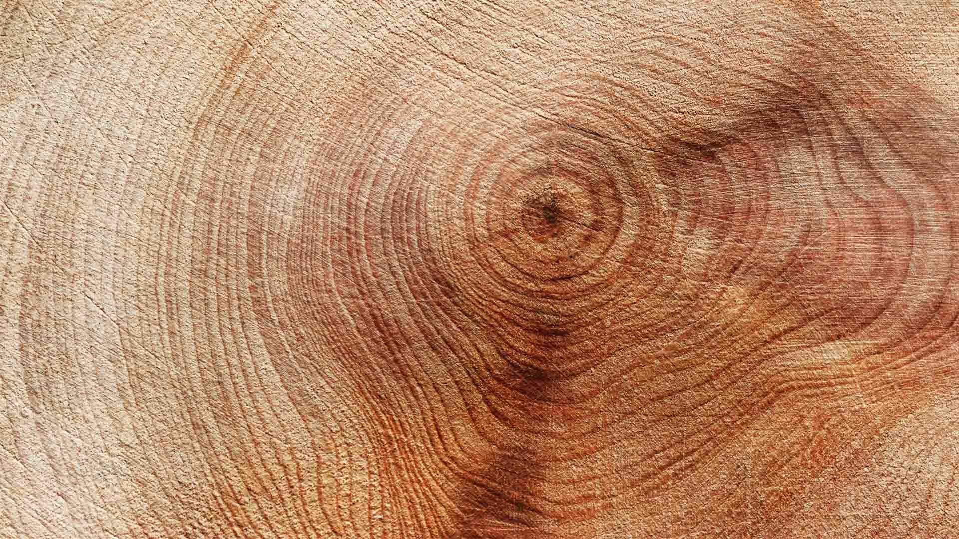 Let's bring your research to life