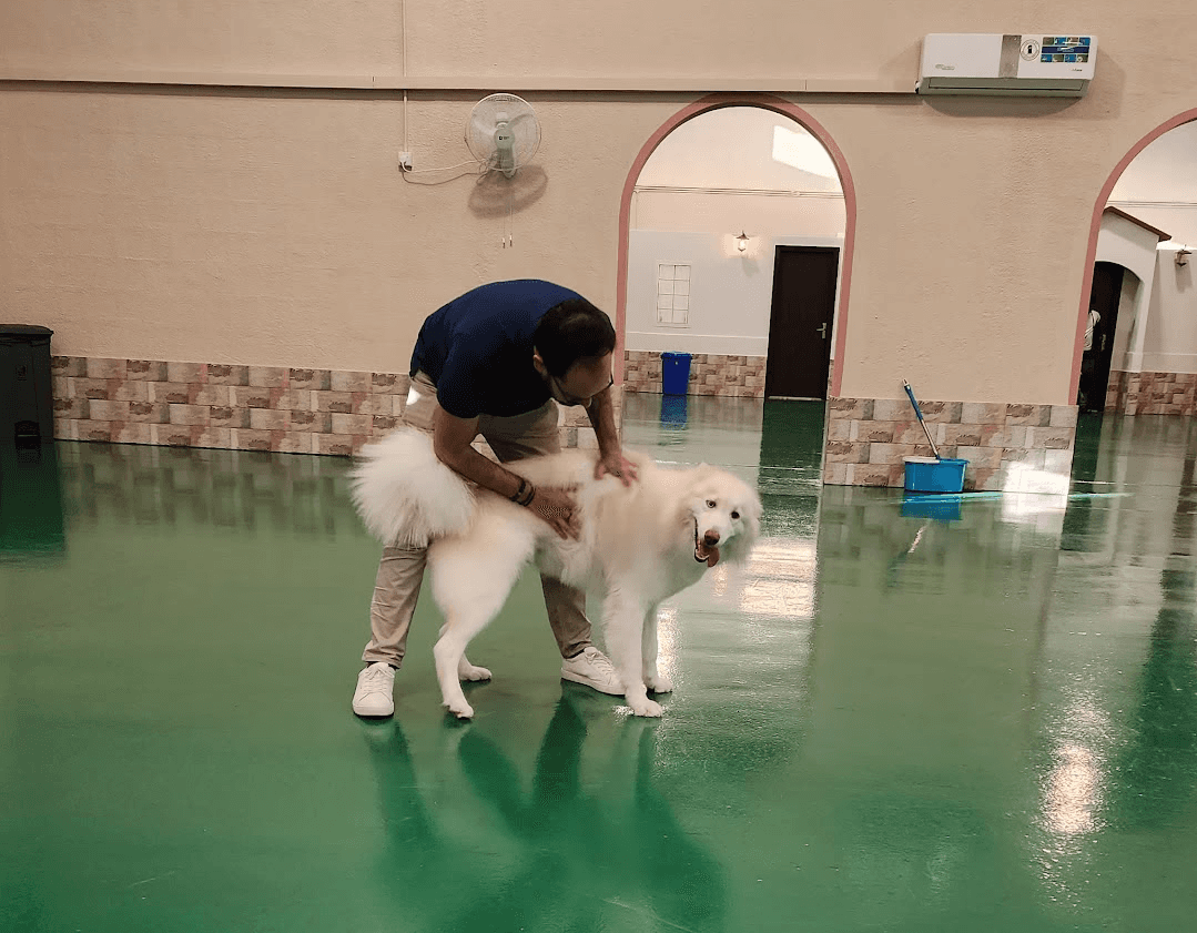 dog groomers in dubai at doggy doggy home dubai