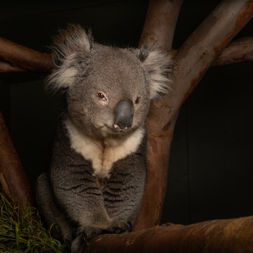 A koala sits on a branch, surrounded by tree limbs, with a dark background.