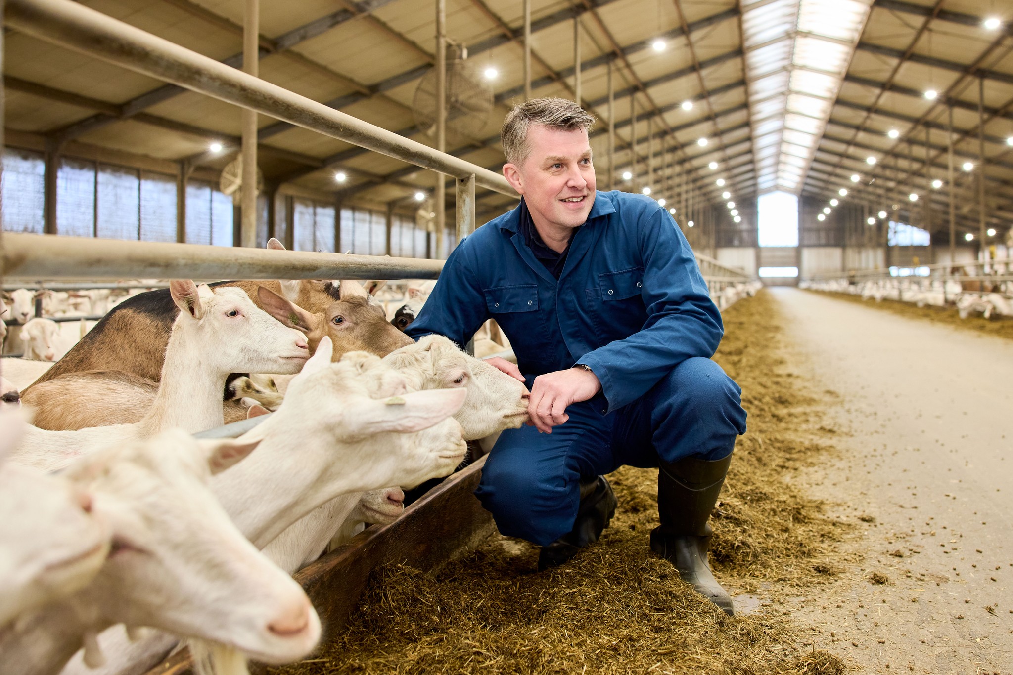 De Kamp dierenartsen