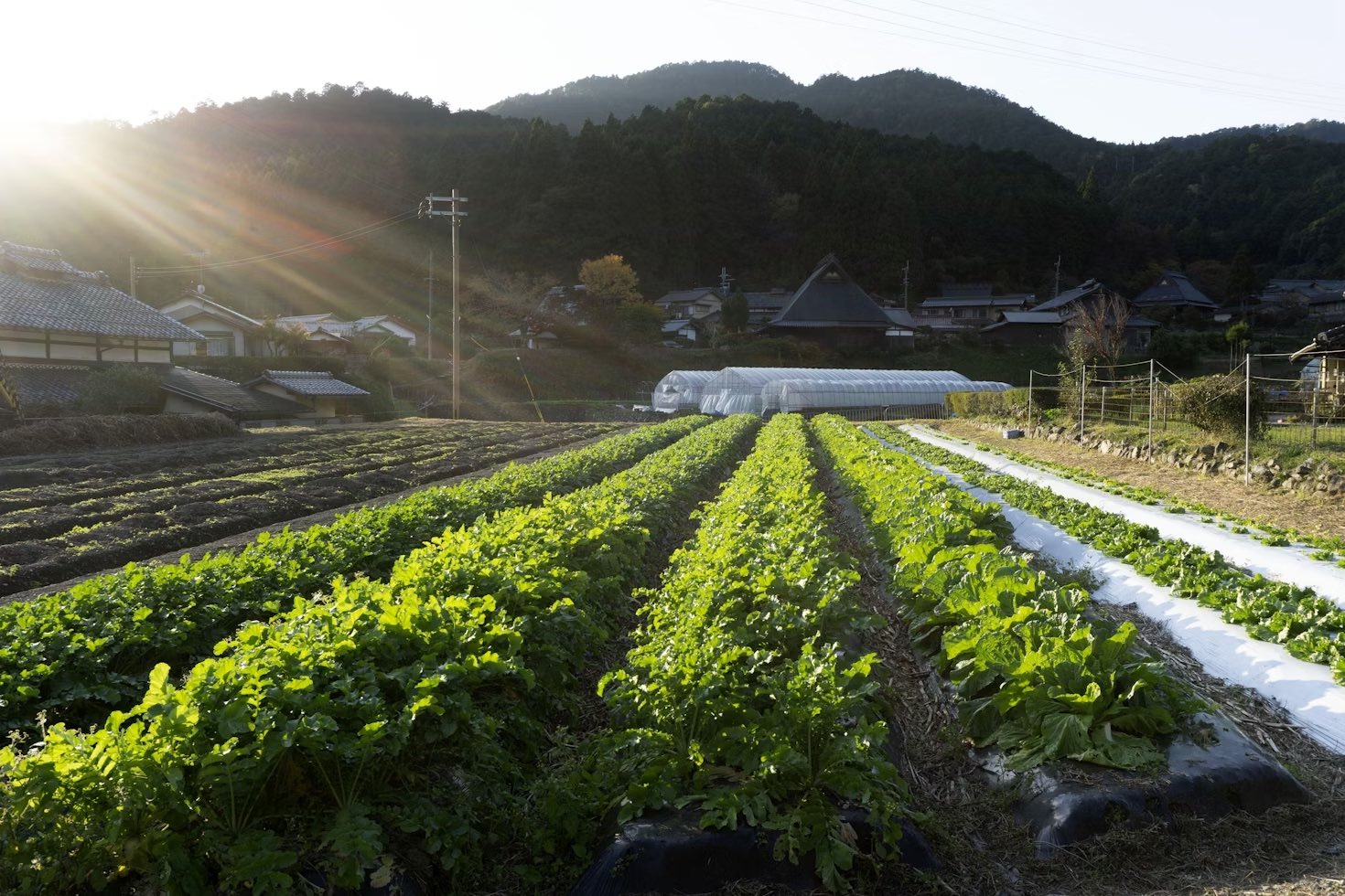 Japanese potato farm in Ohara, Kyoto