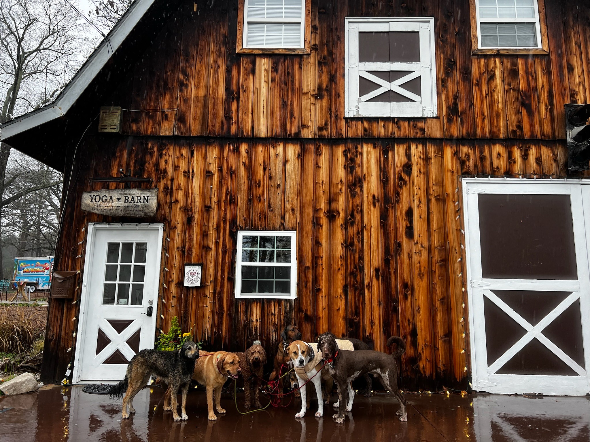 A pack of six dogs standing together on wet pavement in front of a rustic wooden barn in Maryland