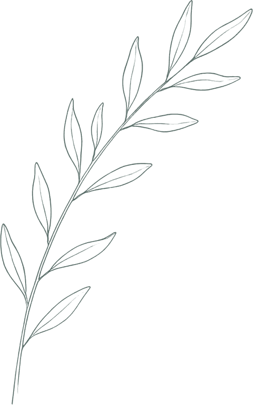 Illustration d’une branche feuillue