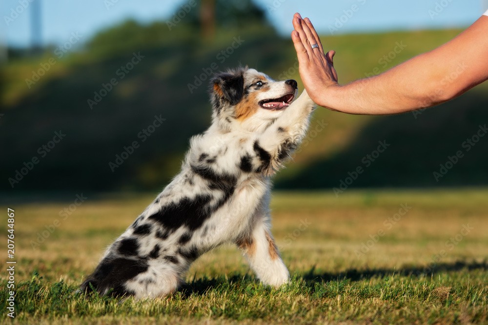 A blue merle Australian shepherd puppy giving a high-five paw to a person's hand in a field at sunset