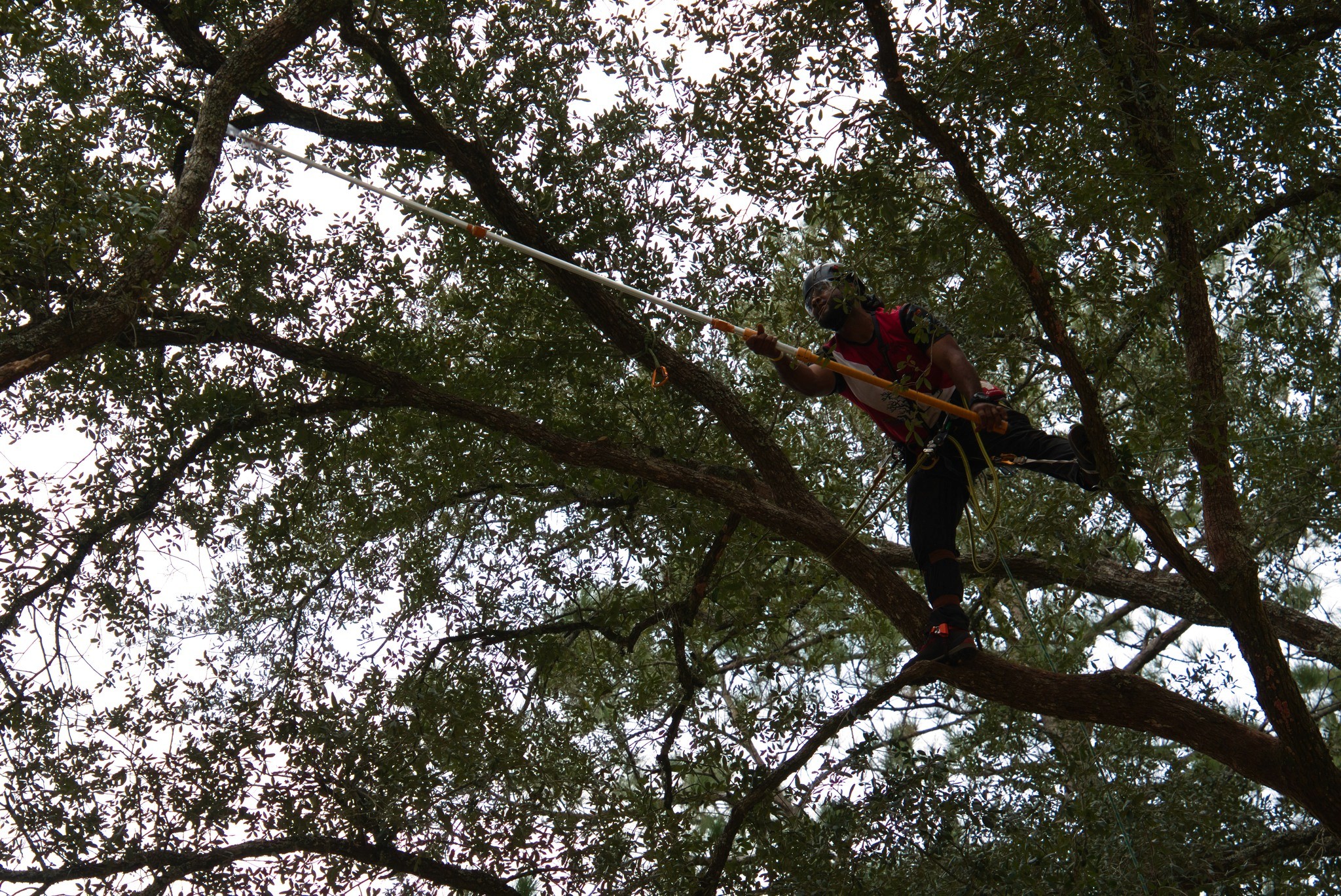 tree climbing competitor in tree participating in climbing event at treeapalooza 2022