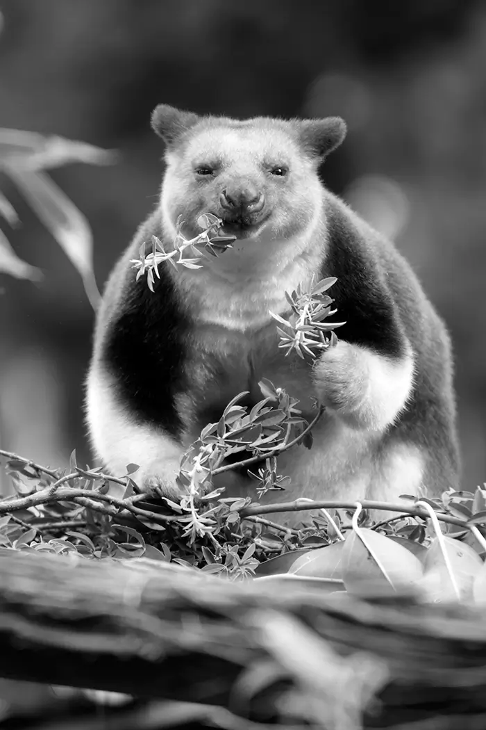 Papua New Guinea tree kangaroo feeding in tropical rainforest canopy