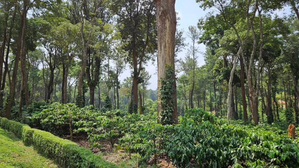 Dakshina Kannada Coffee Plantations