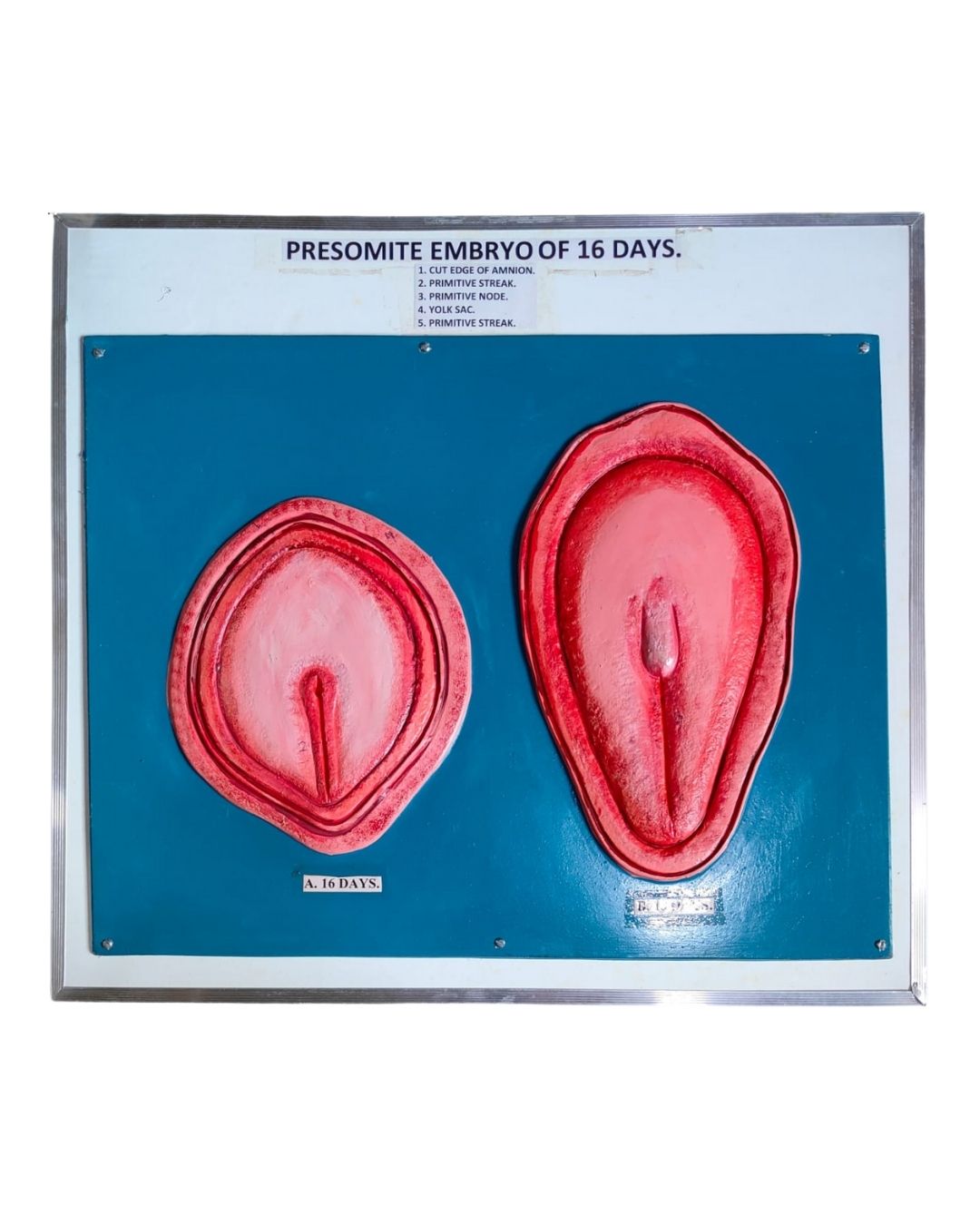 Presomite Embryo of 16 Days