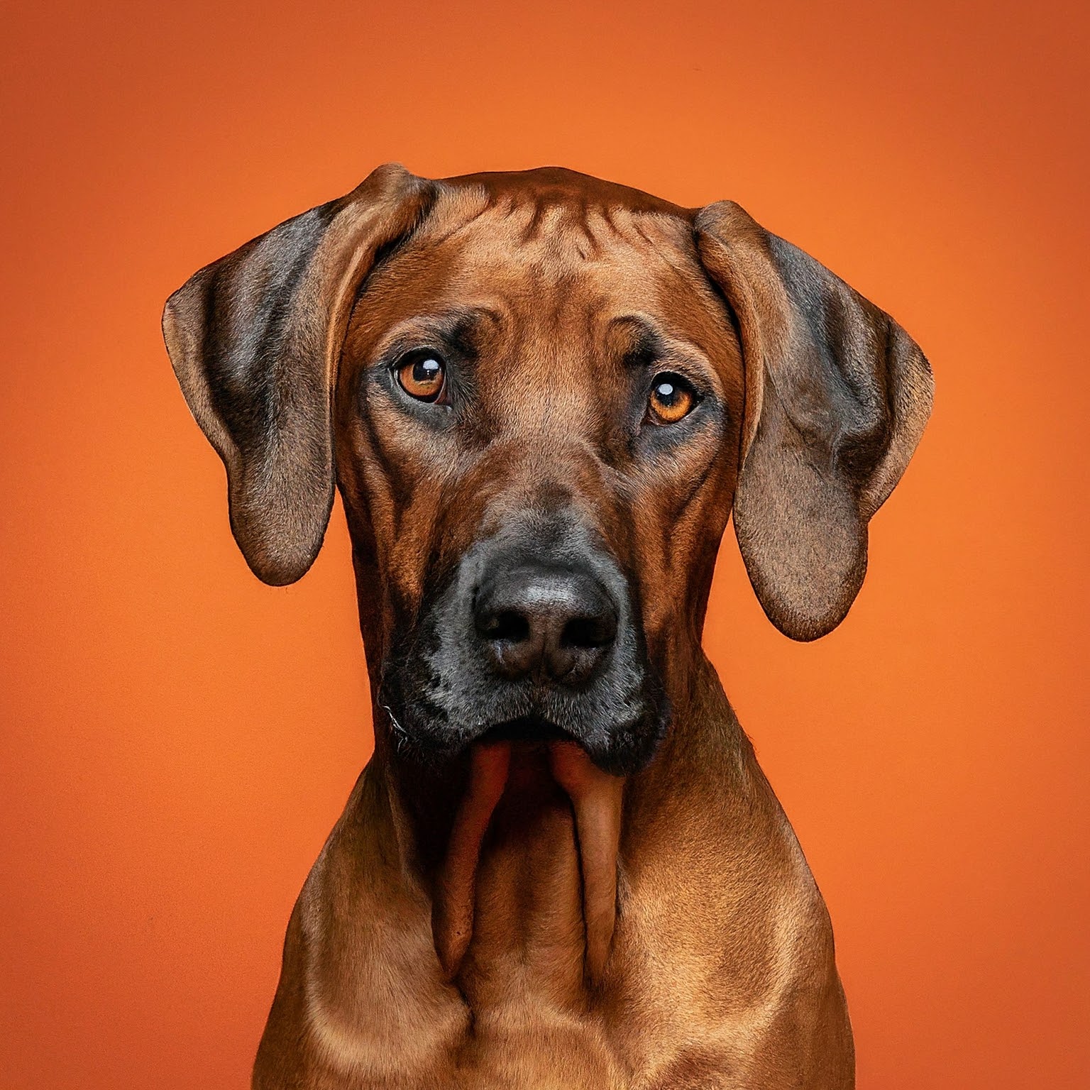 BUDDYUNO, Rhodesian Ridgeback