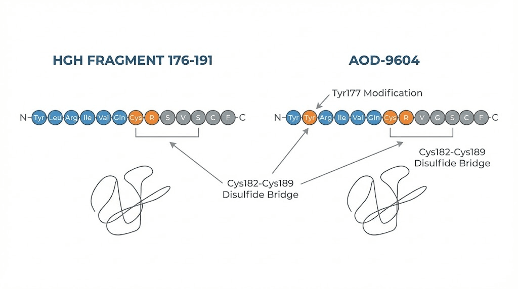 AOD-9604 vs HGH fragment 176-191 peptide structure comparison
