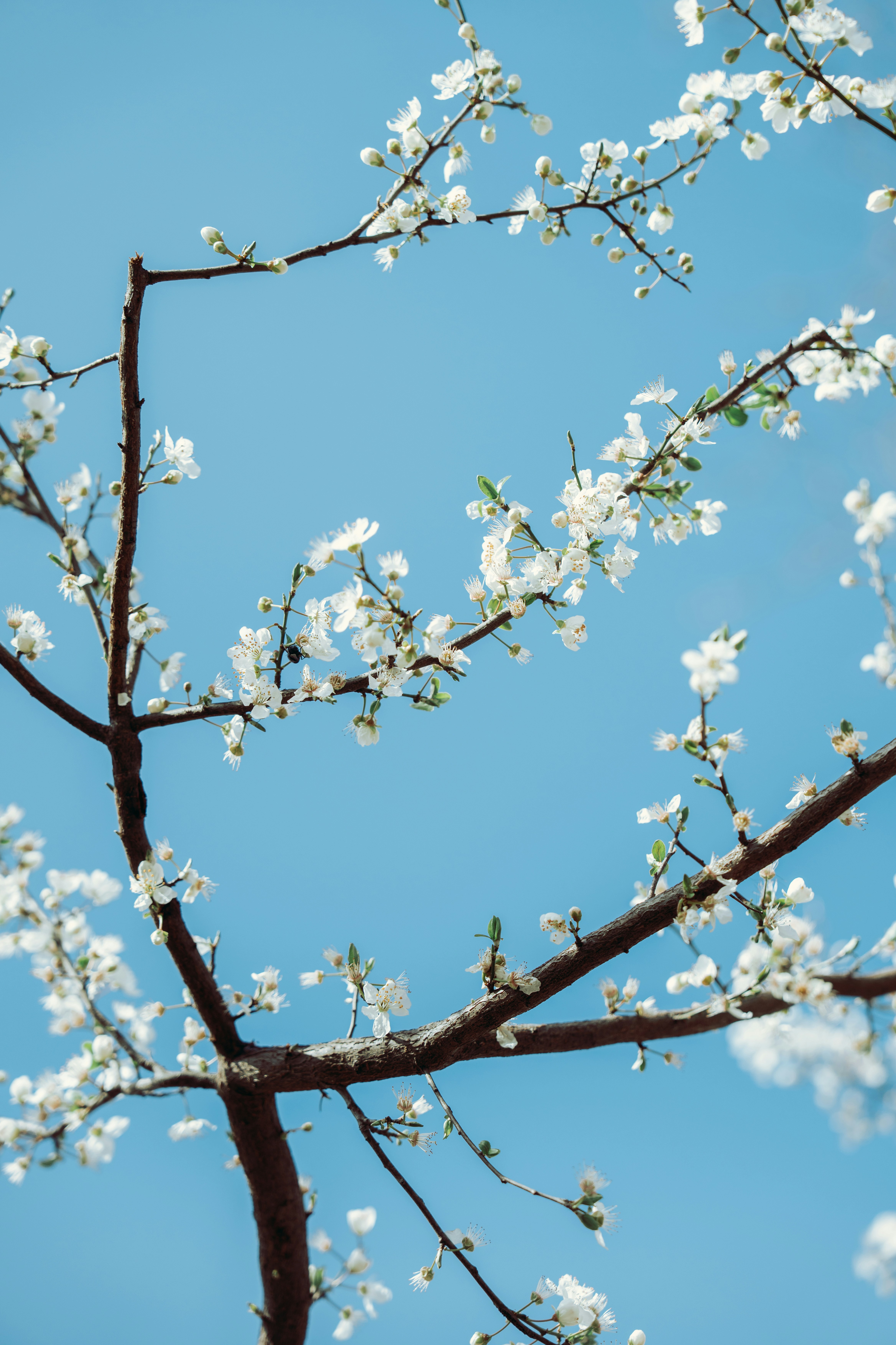 White blossoms on a tree branch against blue sky