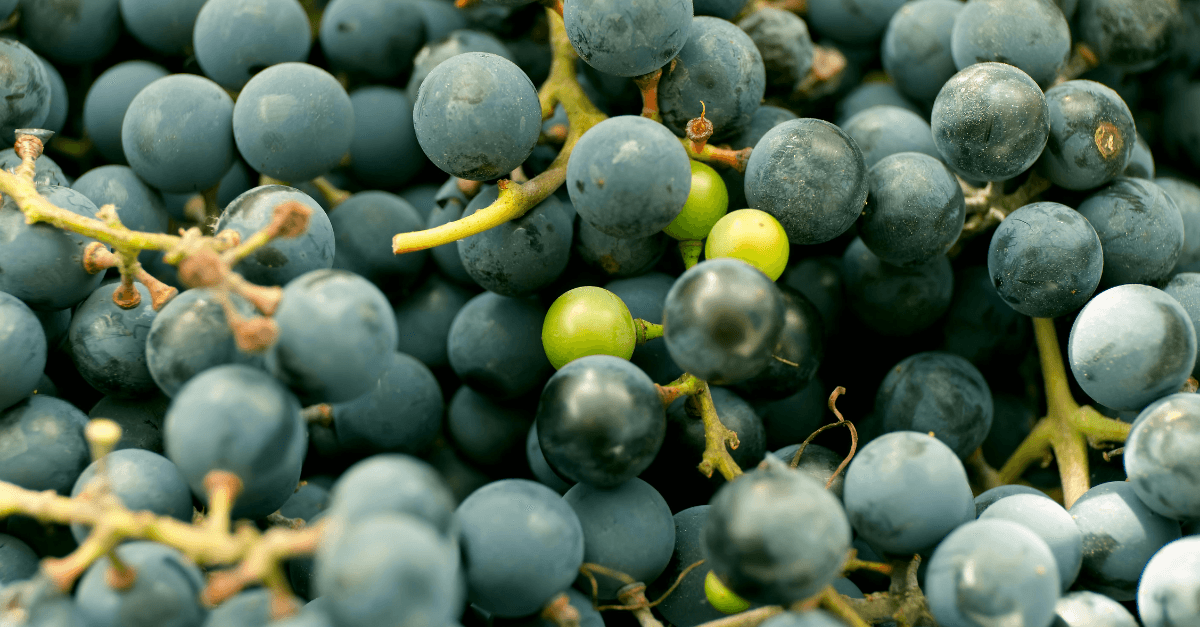 Stilbenes and found in red grapes