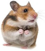 An image of a hamster.
