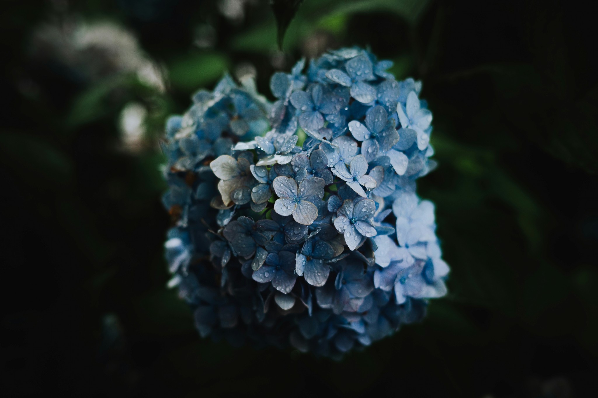 Blue flower