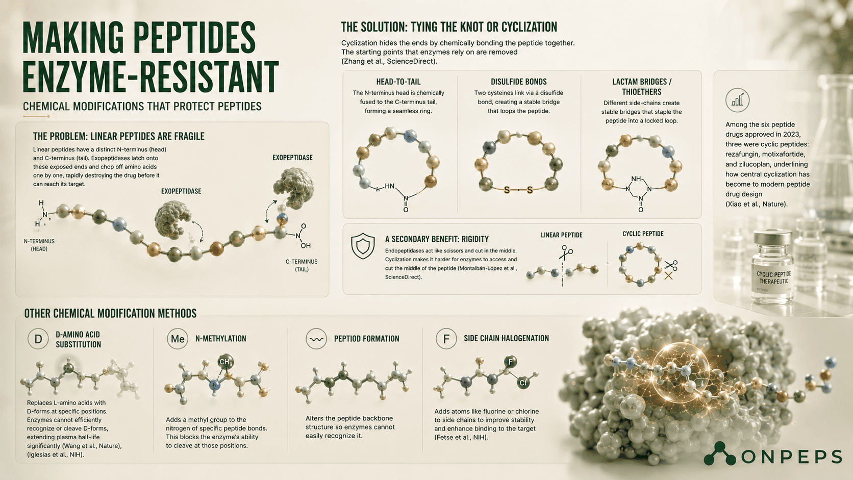 how enzyme-resistant peptides are made by onpeps.com