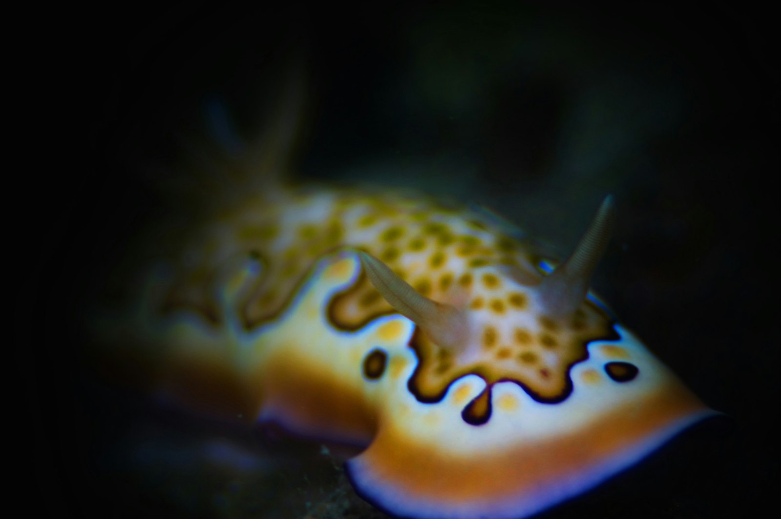 Orange and white nudibranch with tall rhinophores on a dark seafloor