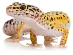 An image of a gecko.