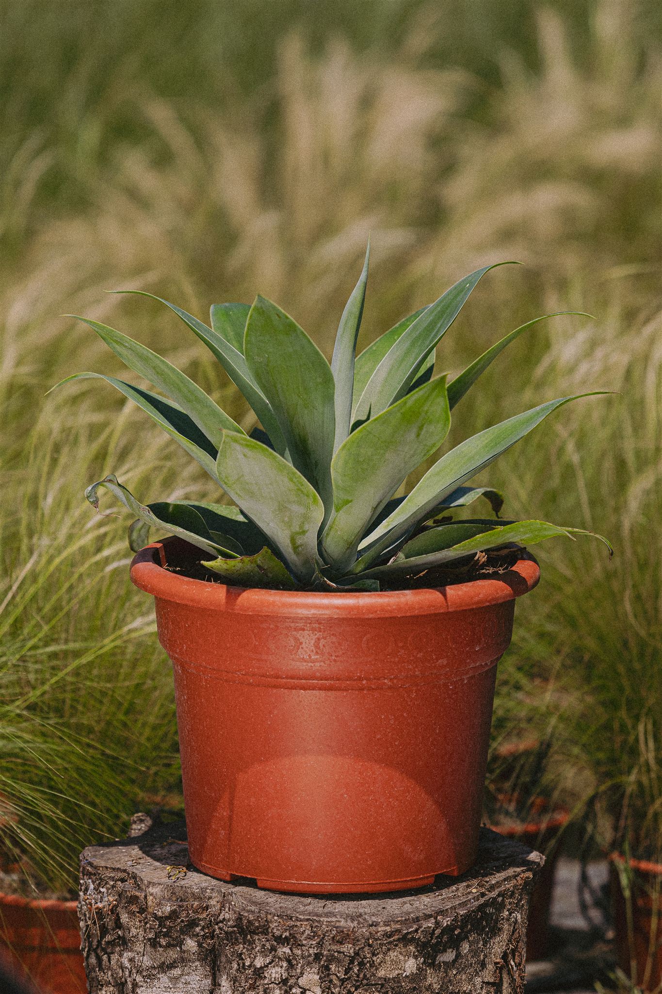 Tomillo Eiviss Garden