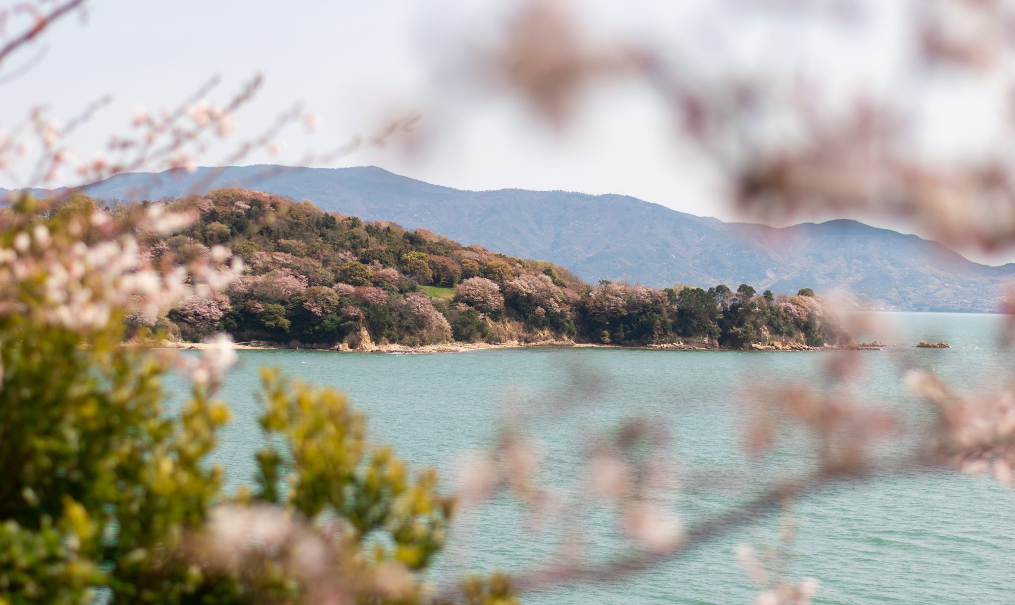 Blurred sakura in the foreground with the sea and wild sakura trees in the background