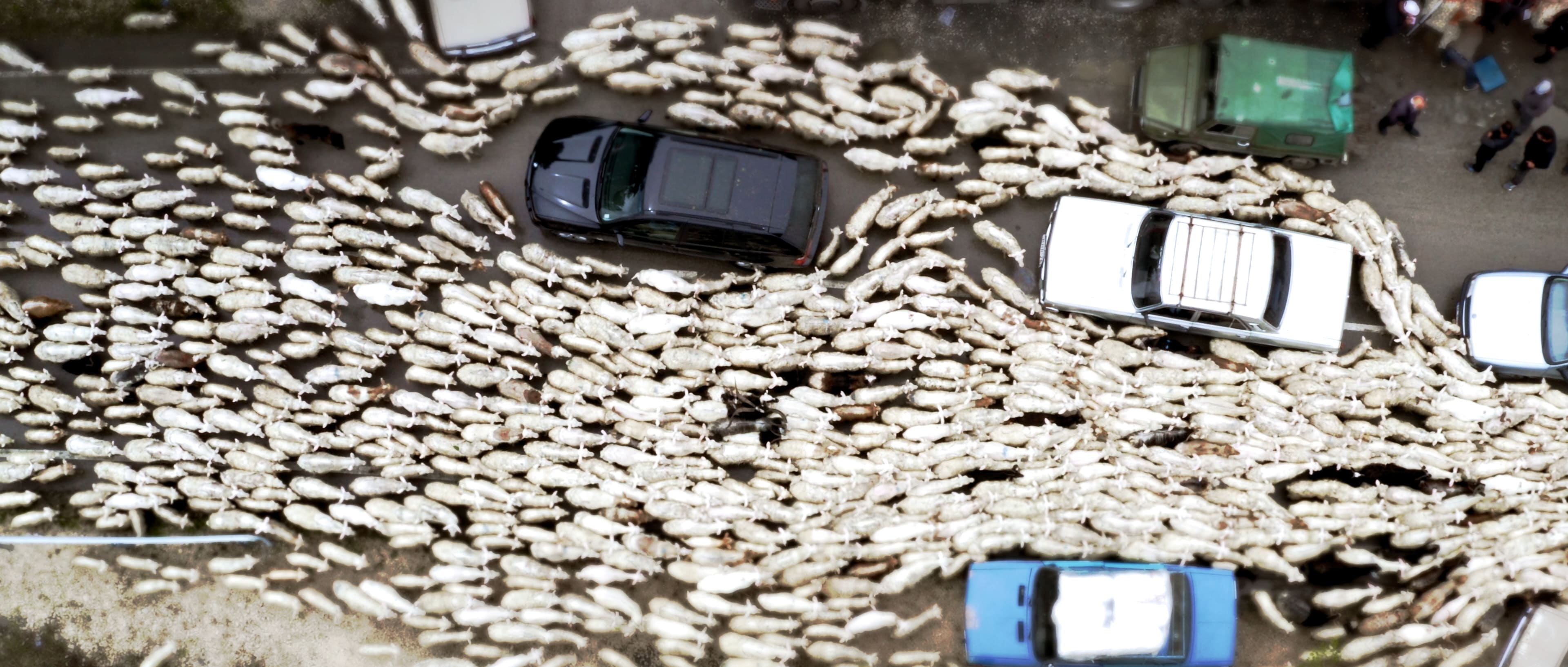 The front cover for the short movie called the country of Georgia. The picture shows a flock of sheep intertwined with cars.