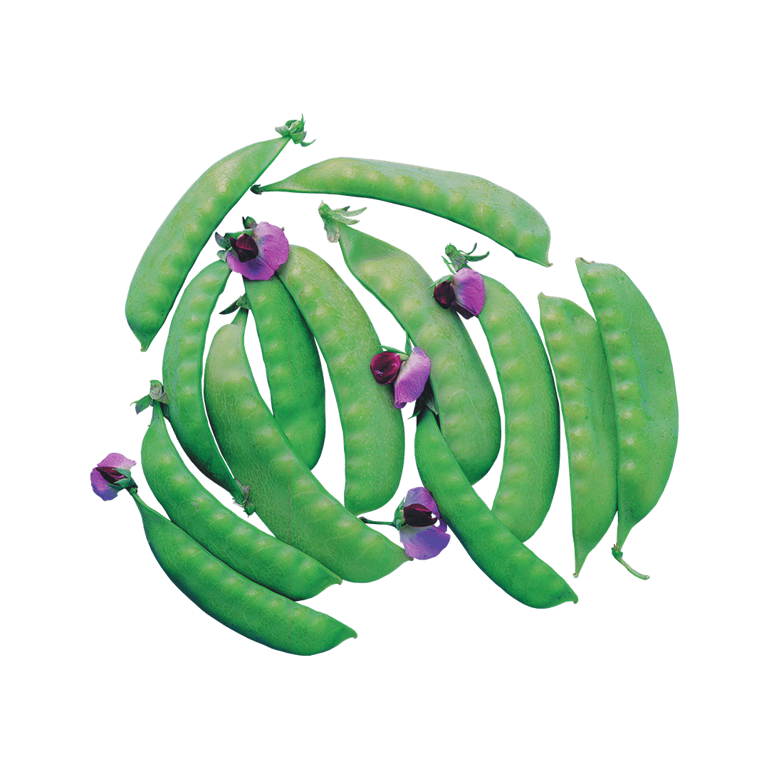 ervilha-reta-flor-roxa