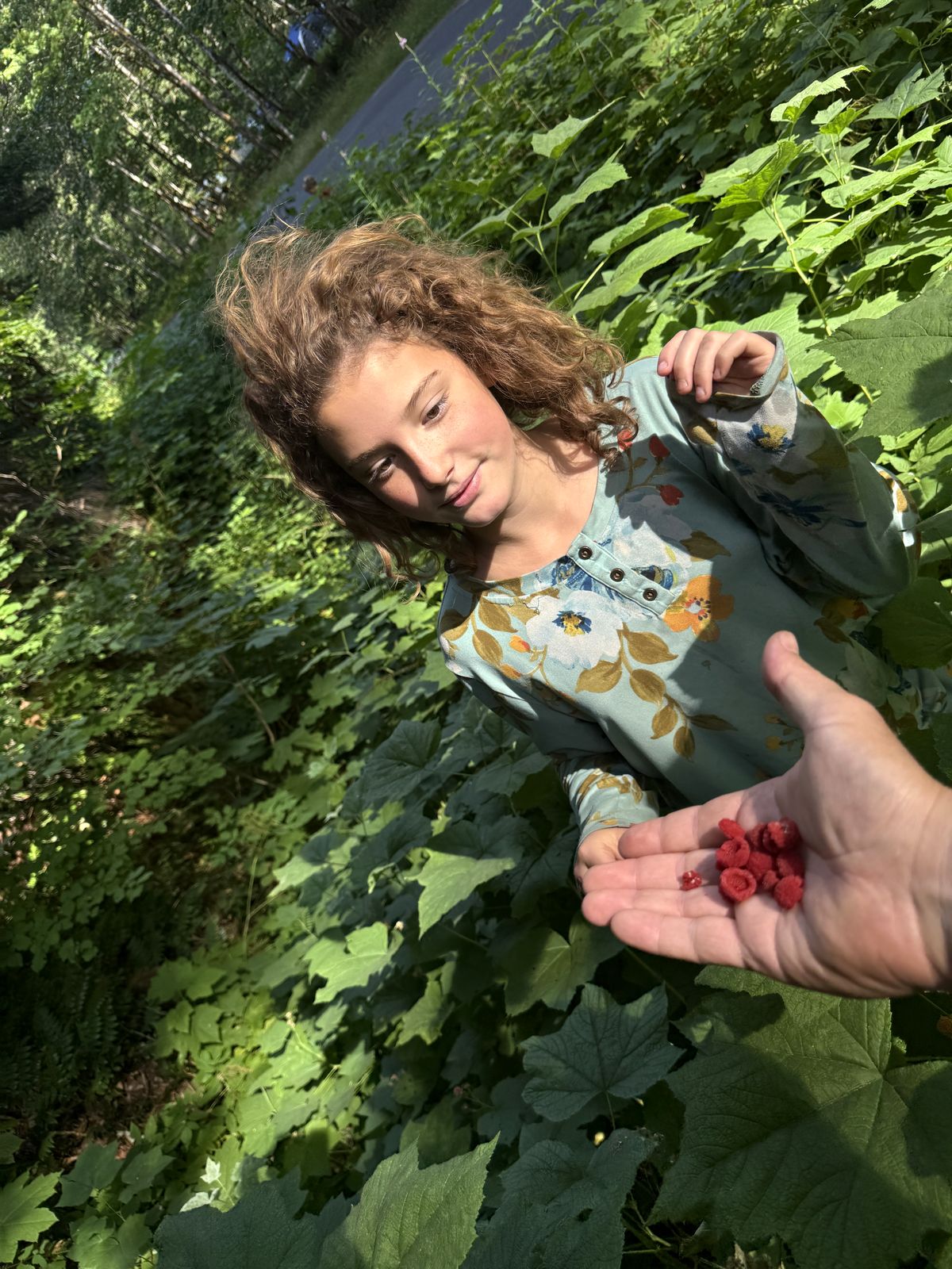 Picking wild berries along Skate Creek Road near Packwood