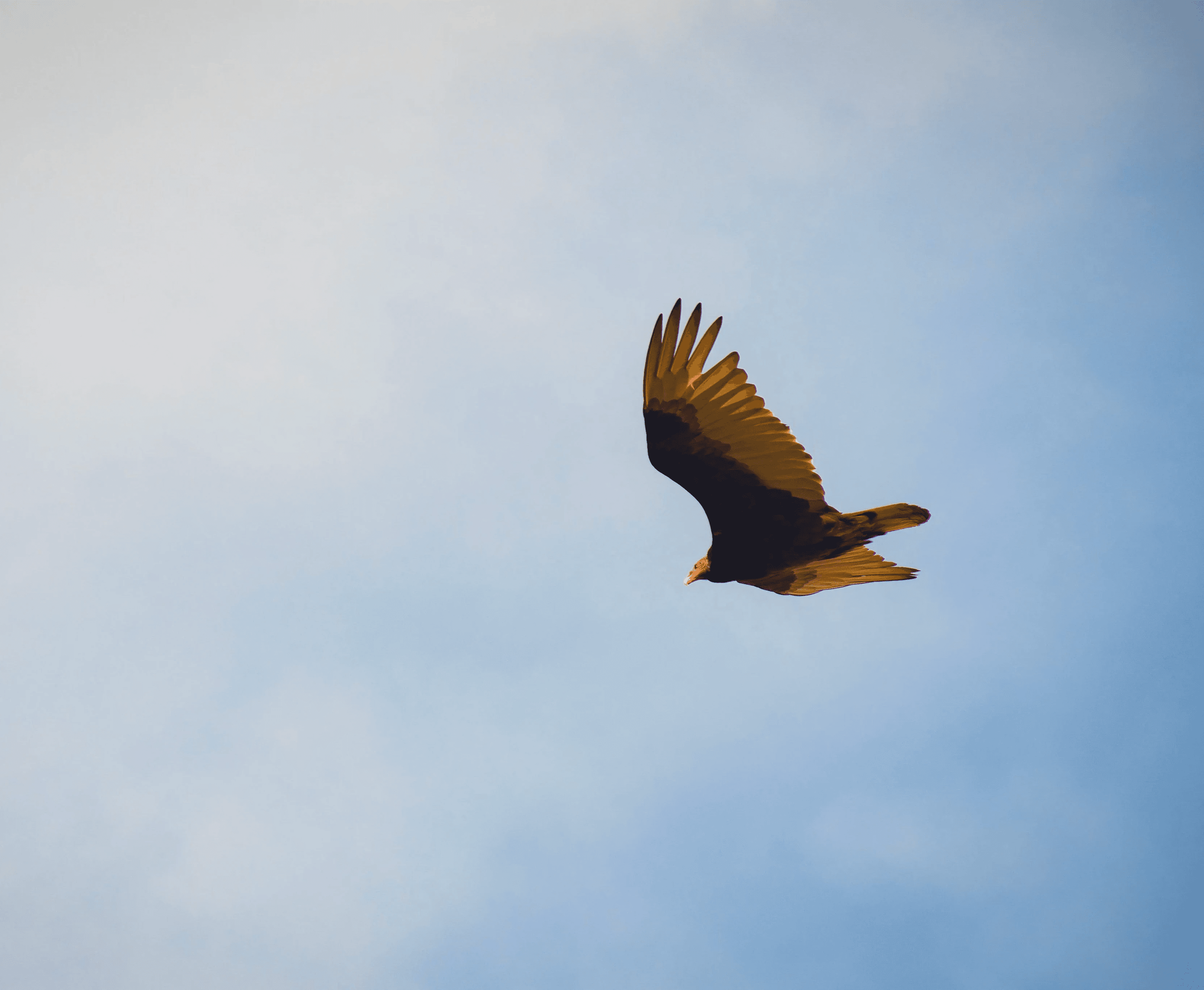 Eagle Brand Driver - Unsplash Mathew Schwartz 