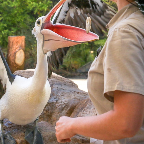 عرض الطيران المجاني للطيور في سماء مفتوحة
