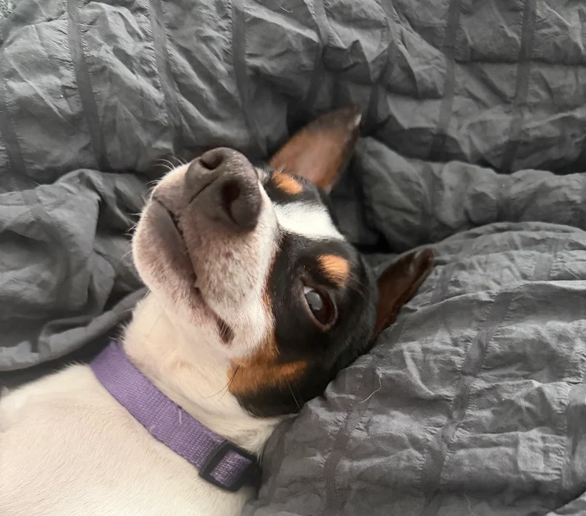 A happy dog up close on a bed who was adopted from Raskels Rescue