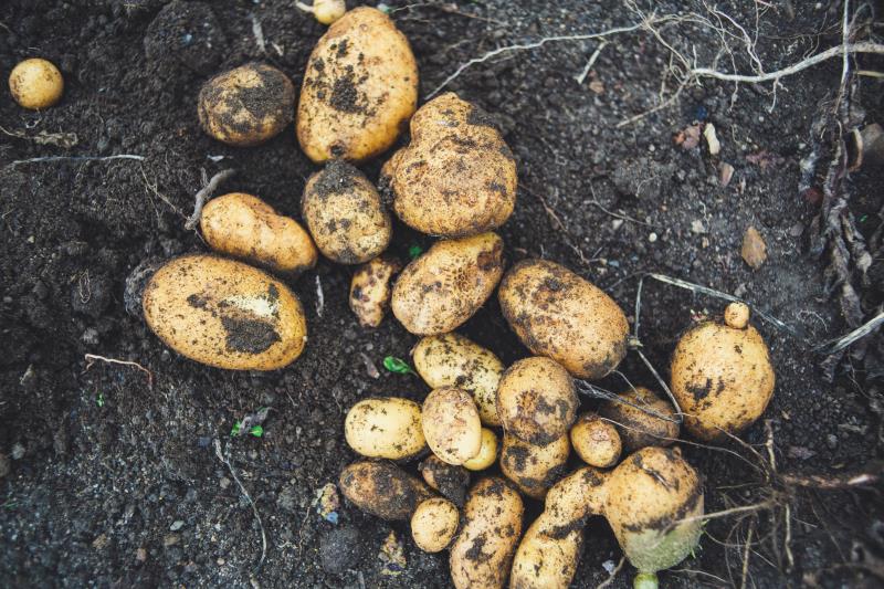 Tuberi