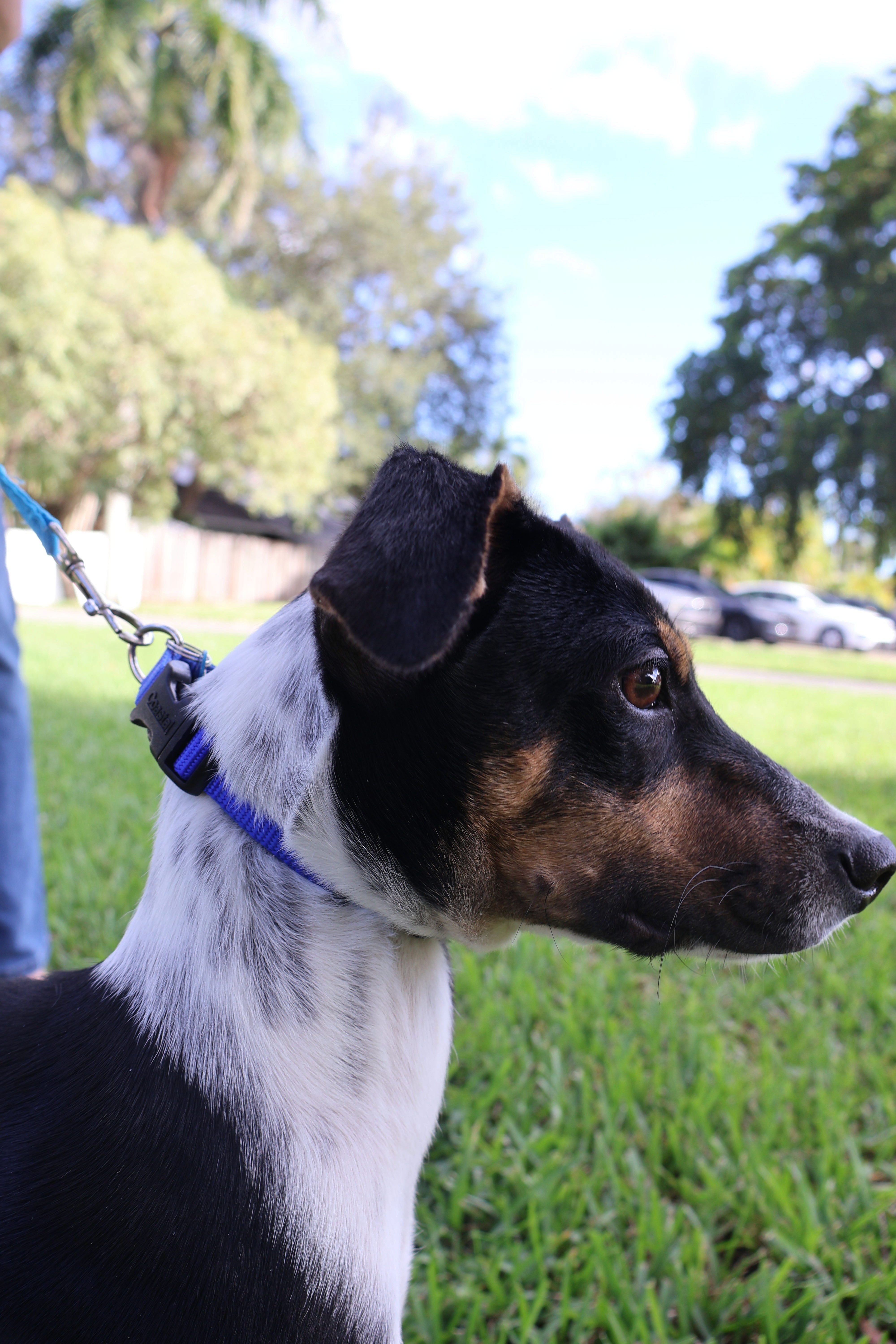 tri-color rat terrier 